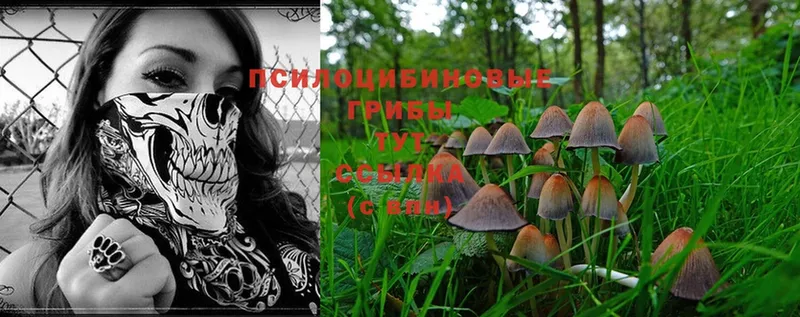 Псилоцибиновые грибы Psilocybine cubensis  закладка  Геленджик 